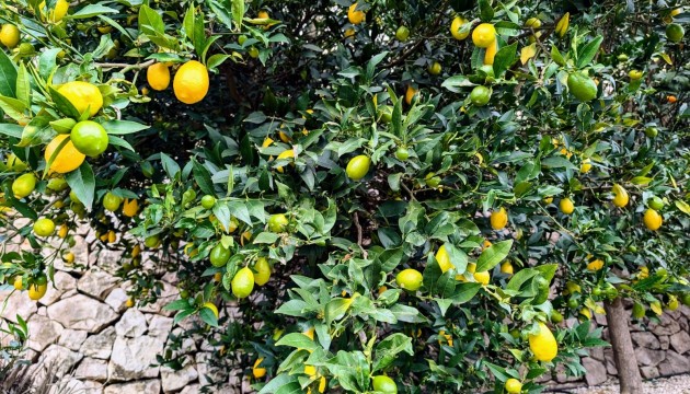 Sale - Villas - Benissa - Fanadix