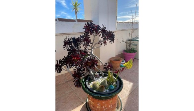 Sale - Apartment - Orihuela Costa - Los Altos