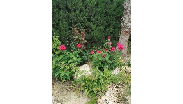 Venta - Villas
 - Crevillente