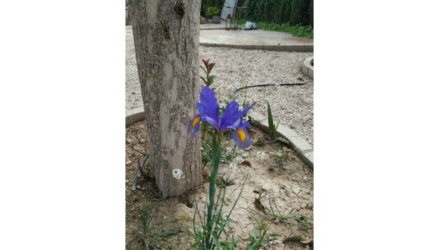 Venta - Villas
 - Crevillente