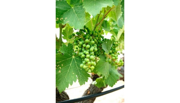 New Build - Villas - Yecla