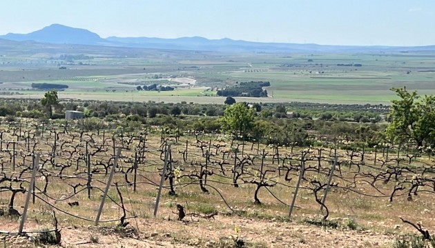 Nouvelle construction - Villa's
 - Yecla