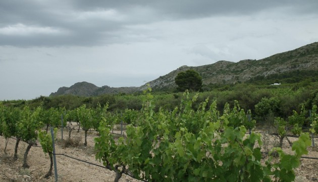 Nouvelle construction - Villas
 - Yecla