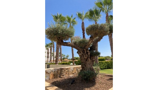 Revente - Appartement - LAS COLINAS