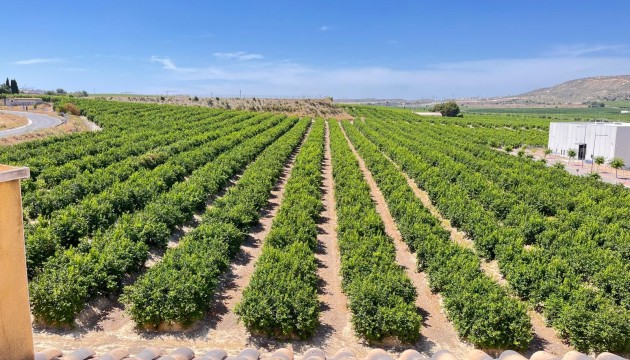 Sale - Apartment - Algorfa - Pueblo