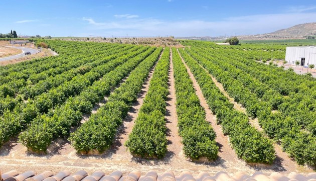 Sale - Apartment - Algorfa - Pueblo
